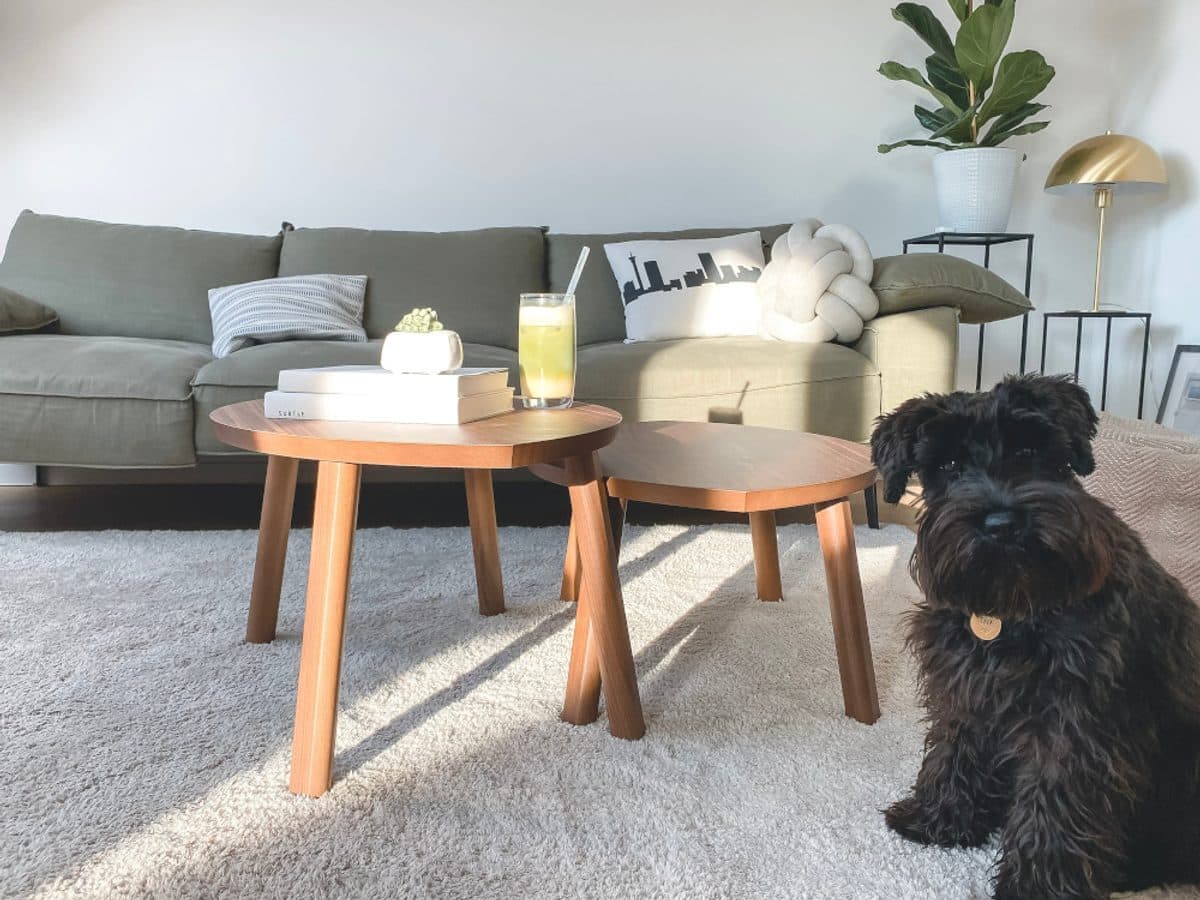 Carpet Cleaning in Germantown, TN 38139 for Homes With Pets and Kids
